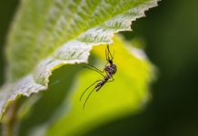 12.06.2026. – DEZINSEKCIJA KOMARACA NA PODRUČJU OPĆINE MARTINSKA VES